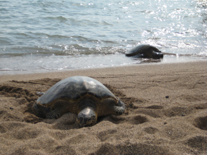 Loggerhead sea turtle essay
