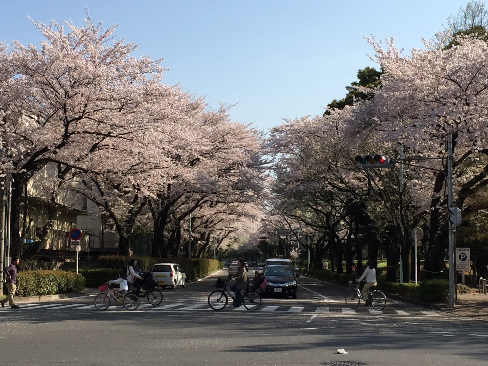 桜-2 満か〜い(^-^)