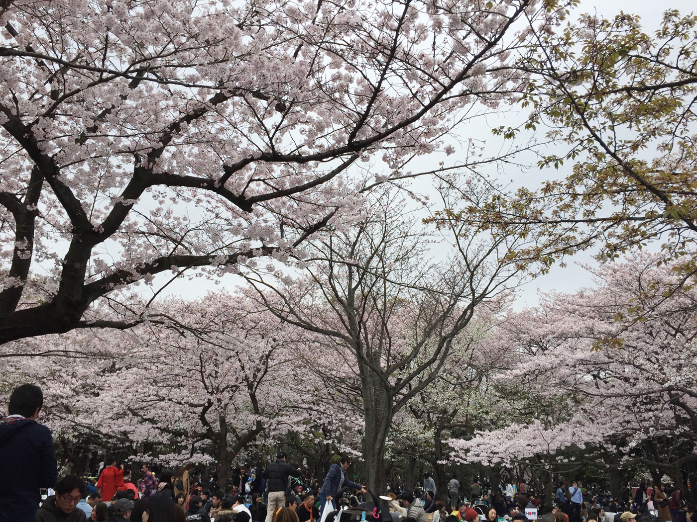 お花見ぃ〜ヘヘッ