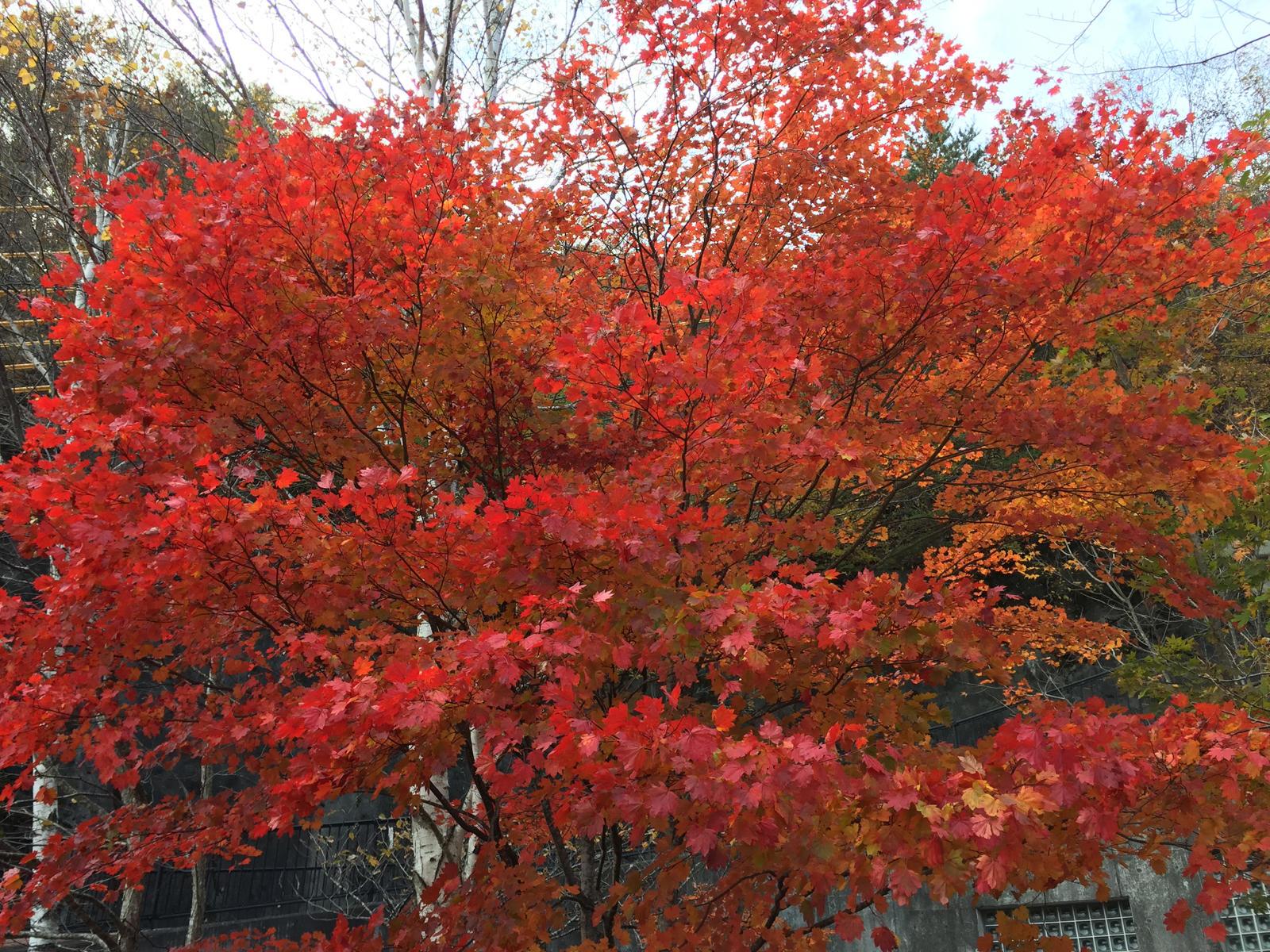 晩秋camp_in ドロブックル2