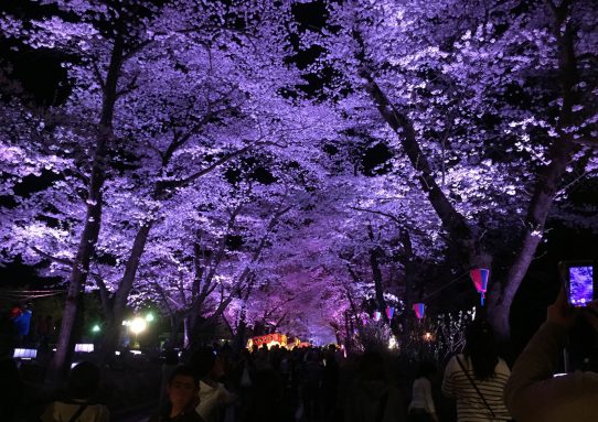 赤城南面千本桜