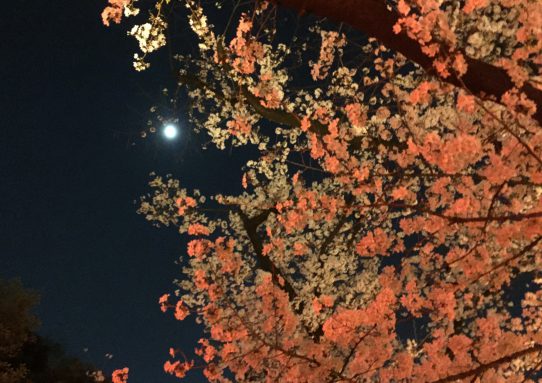 桜。。満喫／／