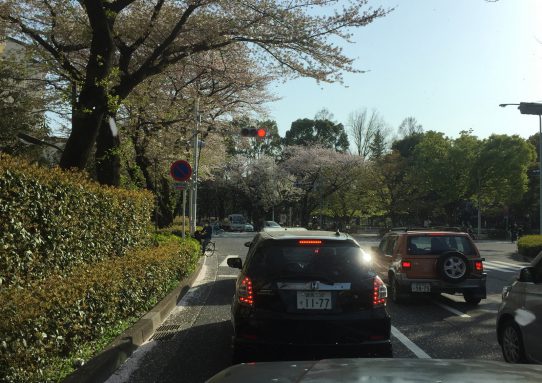 桜_おまけのおまけ