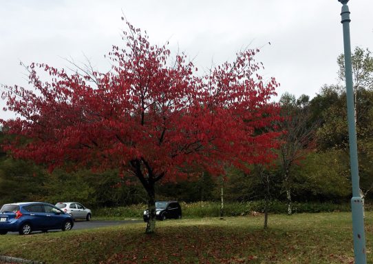 T合宿＿C= ┌(;･_･)┘