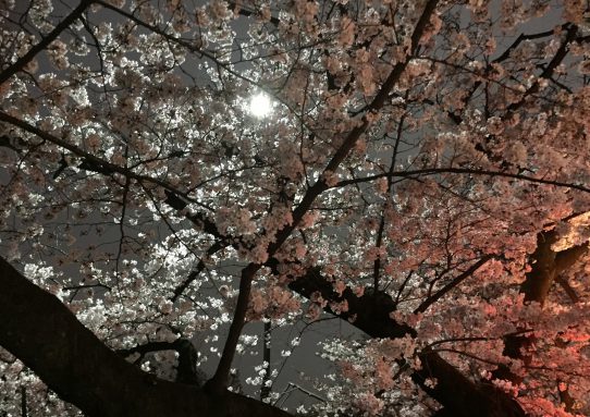 夜桜／／。