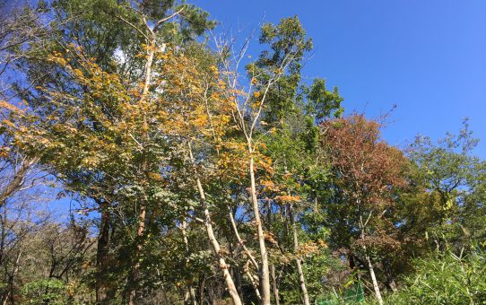 現場_2019.11月1-1