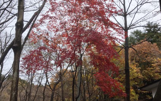 現場_2019.11月_雨の紅葉狩り
