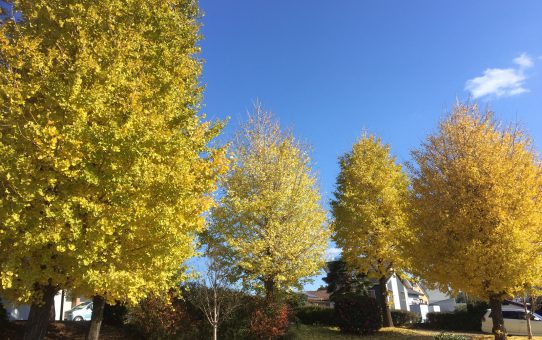 現場_2019.12月1-1