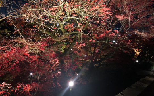 2020.11-12月ポレポレ。。