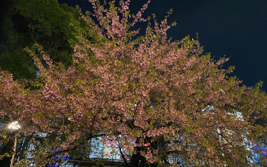 お花見〜〜(^▽^)/☆