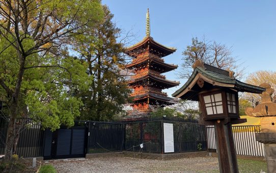上野公園_桜／／。
