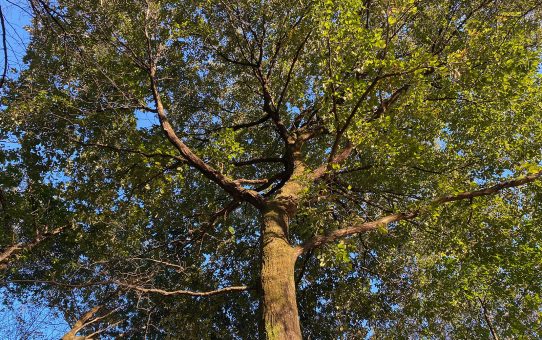 現場_2024.11月1-1