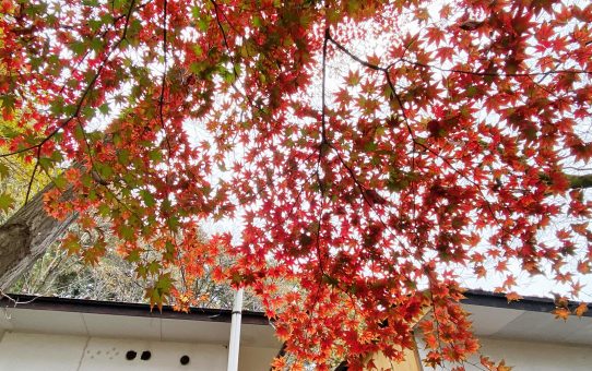 現場_2024.11月2-1