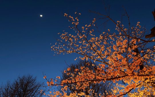 🌸お花見🌸...(^^)v