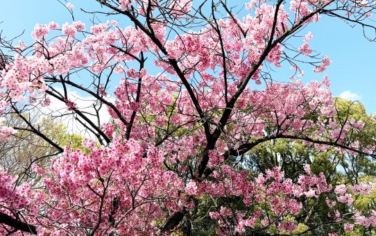 上野公園〜桜(^^ゞ)