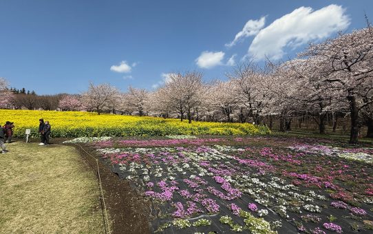 千本桜公園〜(*^▽^*)